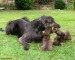 if you need clean your teeth, you need dachshunds :)