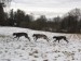 Sisters run - EYWA, FAYTHE, FORSYTHIA